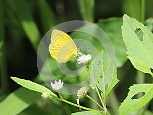 Pyrisitia genus yellow tropical butterfly