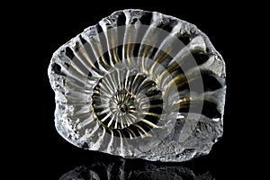 Pyritized Ammonite