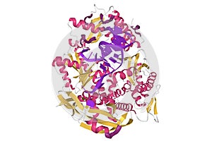 Pyrococcus abyssi B family DNA polymerase bound to a dsDNA, 3D cartoon model