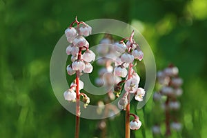Pyrola minor. Wood lily during flowering in the Arctic part of Russia