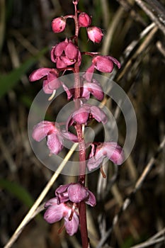 Pyrola rotundifolia flourished in the forest