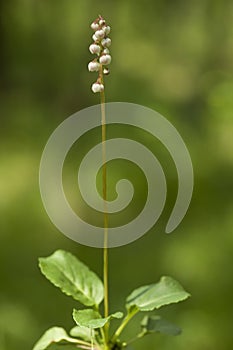 Pyrola rotundifolia