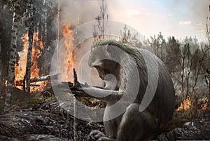 Pyromaniac mokey setting fire in the forest photo