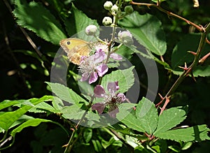 Pyronia butterfly on the blackberry flowers. photo