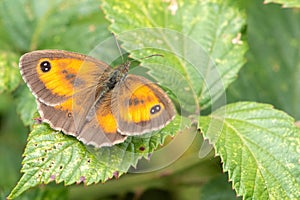 Mariposa está descansando sobre el una carta 