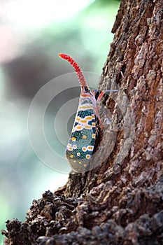 Pyrops candelaria photo