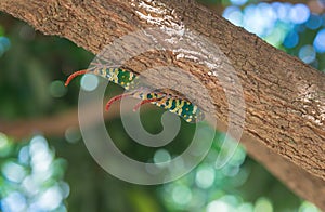 Pyrops candelaria, Lanternflies or Fulgorid bug perched on longan tree..