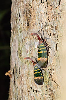 Pyrops karenia lantern bug