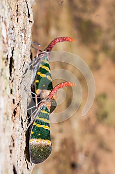 Pyrops karenia lantern bug photo