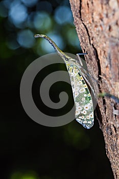 Pyrops spinolae lantern bug