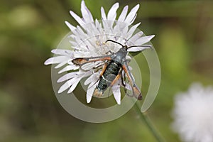 Pyropteron chrysidiforme, Fiery Clearwing moth