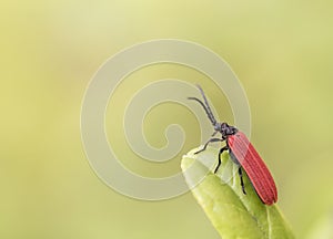 Pyropterus nigroruber