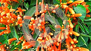 Pyrostegia venusta flame vine plant stock