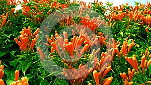 Pyrostegia venusta flamevine flowers snap photo