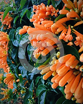 Pyrostegia venusta hedge with morning dew. Select focus. photo