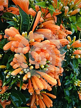 Pyrostegia venusta with morning dew. Vertical photo image.