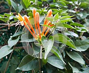 Pyrostegia Venusta Oange Trumpet Flower