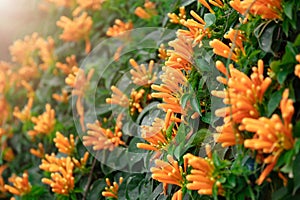 Pyrostegia venusta orange flowers with green leaves close up