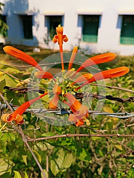 Pyrostegia venusta plant in sides of park