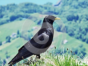 Pyrrhocorax graculus, The Alpine chough or yellow-billed chough