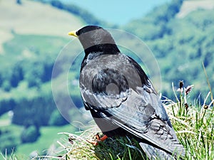 Pyrrhocorax graculus, The Alpine chough or yellow-billed chough