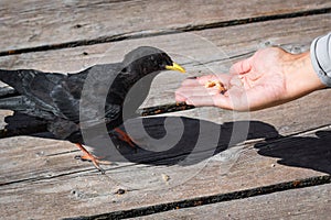 Pyrrhocorax graculus, the birds calmly eat at the hand of the tourist
