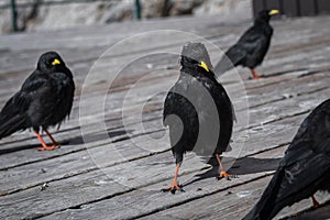 Pyrrhocorax graculus birds walk peacefully on boards on the terrace of a closed mountain chalet
