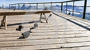 Pyrrhocorax graculus birds walk peacefully on boards on the terrace of a closed mountain chalet in the Dolomites