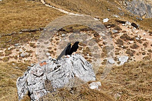 Pyrrhocorax graculus in Cortina DÂ´Ampezzo