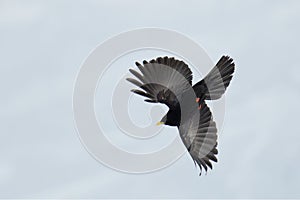 Pyrrhocorax graculus - Yellow-billed Chough flying in Alps mountains