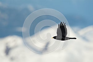 Pyrrhocorax graculus - Yellow-billed Chough flying in Alps mountains