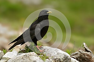 Pyrrhocorax graculus - Yellow-billed Chough sitting on the stone in Alps mountains