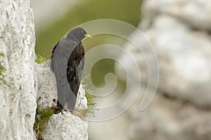 Pyrrhocorax graculus - Yellow-billed Chough sitting on the stone in Alps mountains