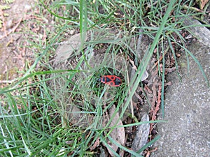 Pyrrhocoridae in the grass photo