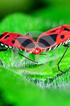 Pyrrhocoridae bugs mating