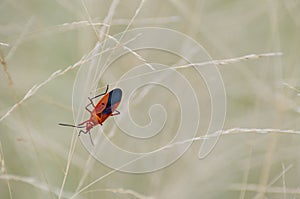 Pyrrhocoridae on a grass leaf photo