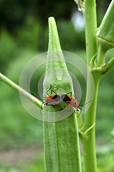 Pyrrhocoridae mating photo