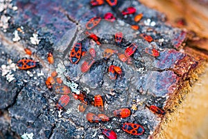 Pyrrhocoridae red bug colony on wood