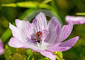 A Pyrrhocoridae sits on a Malva moschata flower