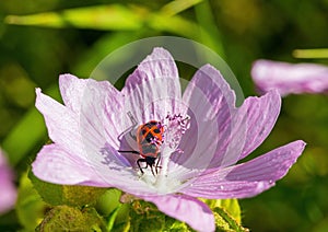 A Pyrrhocoridae sits on a Malva moschata flower photo