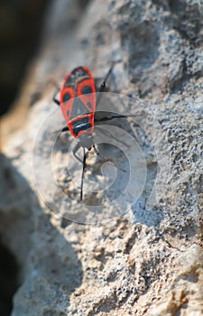 Pyrrhocoris apterus photo