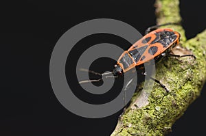 Pyrrhocoris apterus