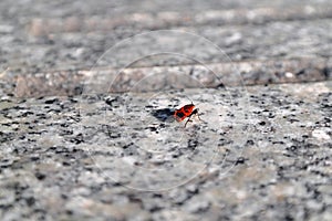 Pyrrhocoris apterus