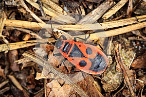 Pyrrhocoris apterus