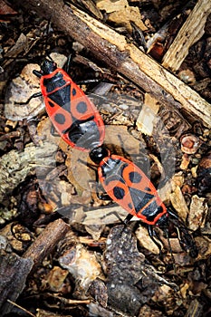 Pyrrhocoris apterus