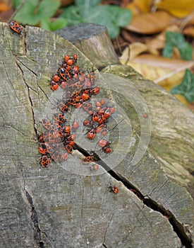 Pyrrhocoris apterus