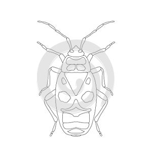 Pyrrhocoris apterus. beetle. Bug-soldier. Sketch of beetle. beetle on white background. beetle Design for coloring book.