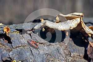Pyrrhocoris apterus bug in forest