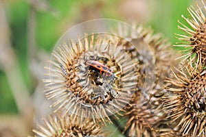 Pyrrhocoris apterus on Carduus flower, macro photo