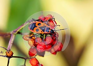 Pyrrhocoris apterus closeup, firebug sitting on a plant. Macro